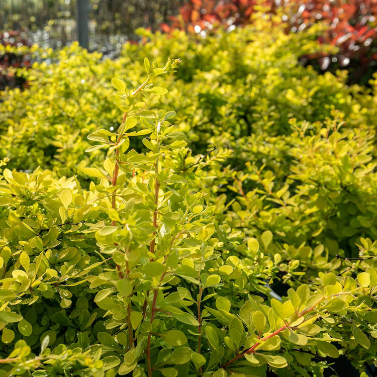 Berberis Thunbergii 'Golden Horizon'®