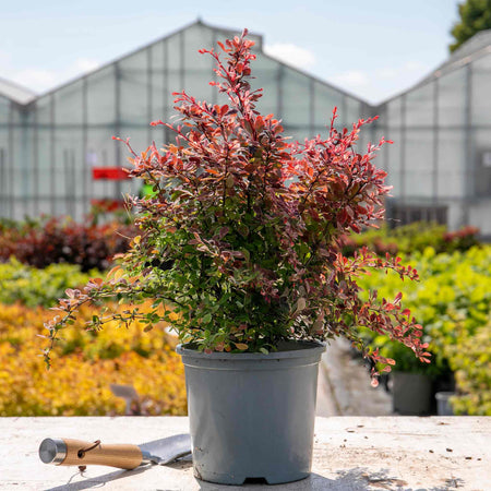 Berberis Thunbergii 'Pink Bird'