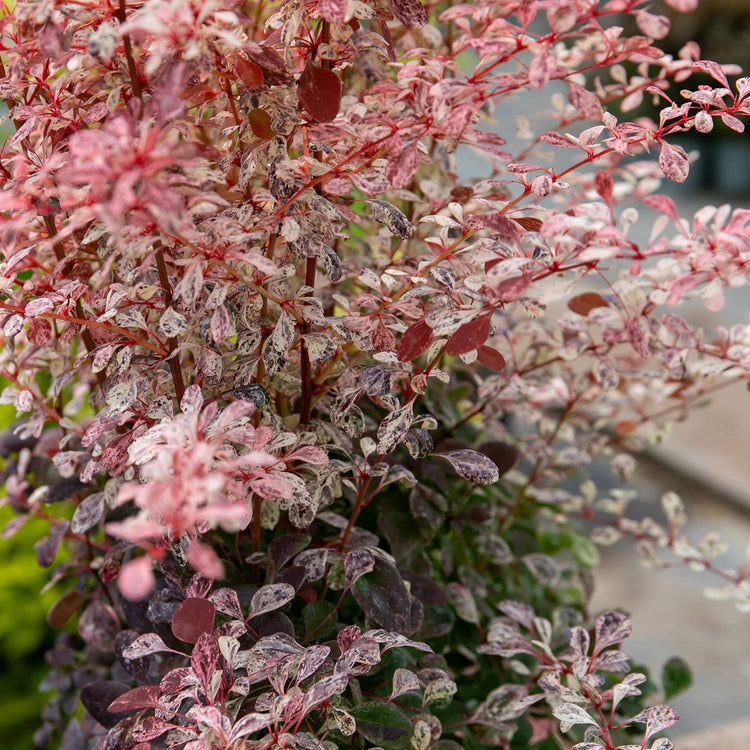 Berberis Thunbergii 'Pink Bird'