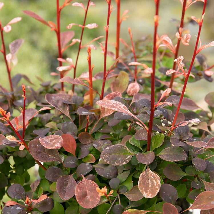 Berberis Thunbergii 'Pink Bird'