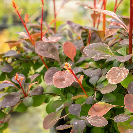 Berberis Thunbergii 'Pink Bird'