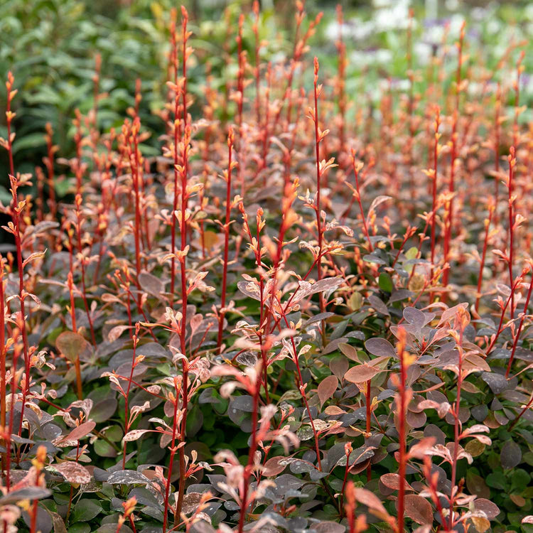 Berberis Thunbergii 'Pink Bird'