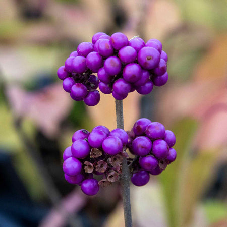 Callicarpa Bodinieri 'Profusion'