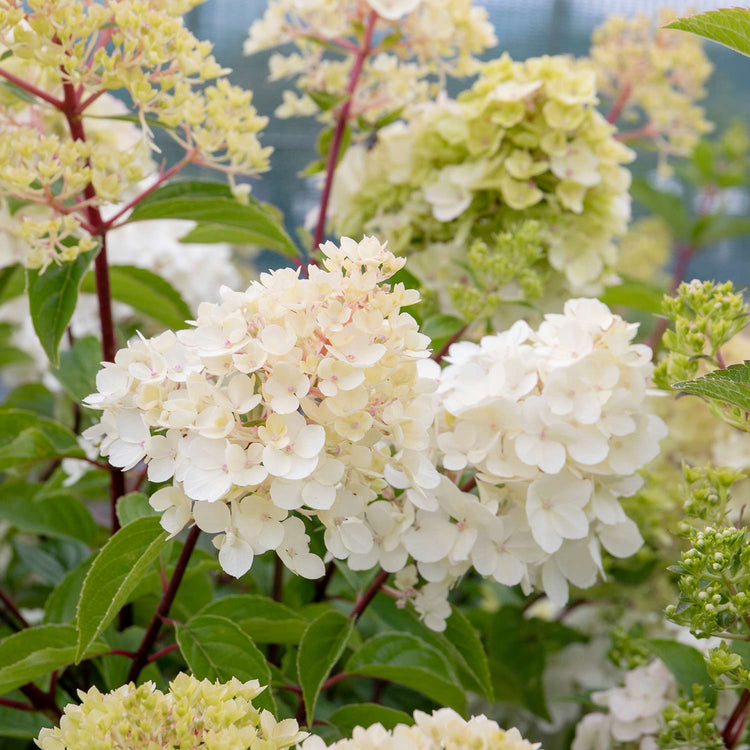 Hydrangea paniculata 'Vanille-Fraise'