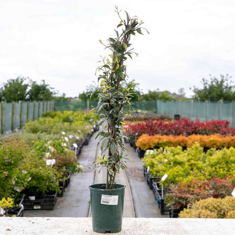 Star Jasmine 'Star of Milano'