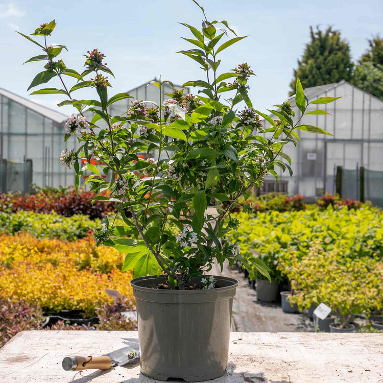 Abelia Mosanensis 'Bridal Bouquet Monia'