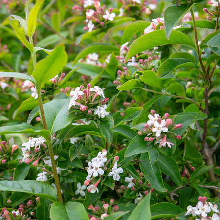 Abelia Mosanensis 'Bridal Bouquet Monia'