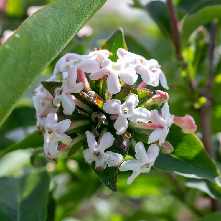Abelia Mosanensis 'Bridal Bouquet Monia'