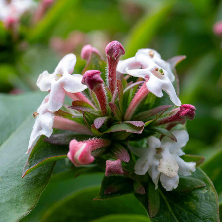 Abelia Mosanensis 'Bridal Bouquet Monia'