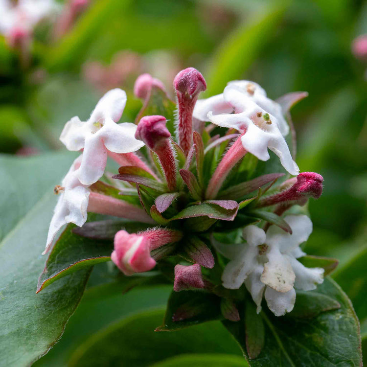 Abelia Mosanensis 'Bridal Bouquet Monia'