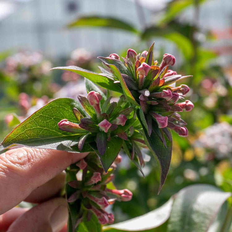 Abelia Mosanensis 'Bridal Bouquet Monia'