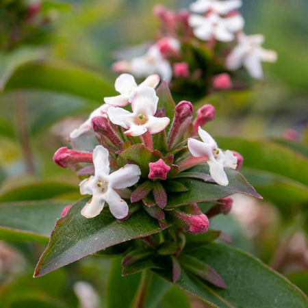 Abelia Mosanensis 'Bridal Bouquet Monia'