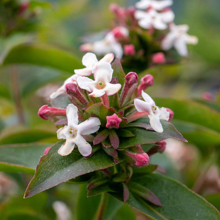 Abelia Mosanensis 'Bridal Bouquet Monia'