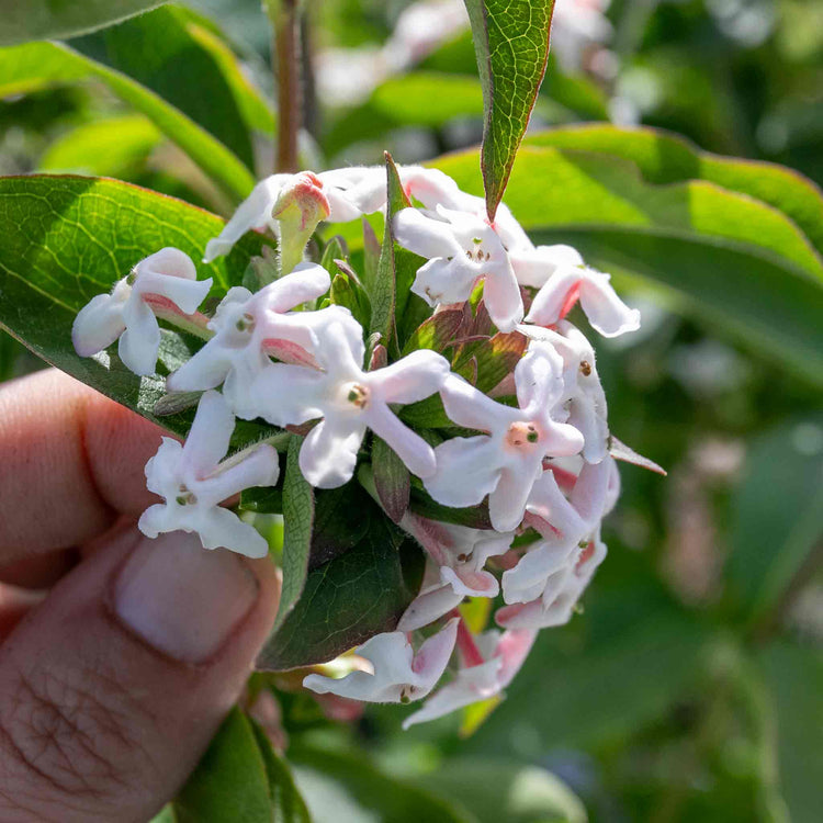 Abelia Mosanensis 'Bridal Bouquet Monia'