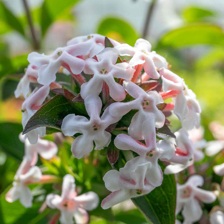 Abelia Mosanensis 'Bridal Bouquet Monia'