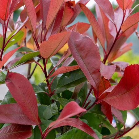 Photinia 'Red Robin'