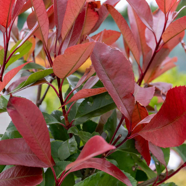 Photinia 'Red Robin'