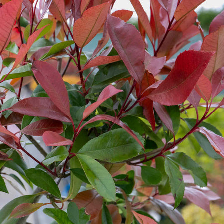 Photinia 'Red Robin'