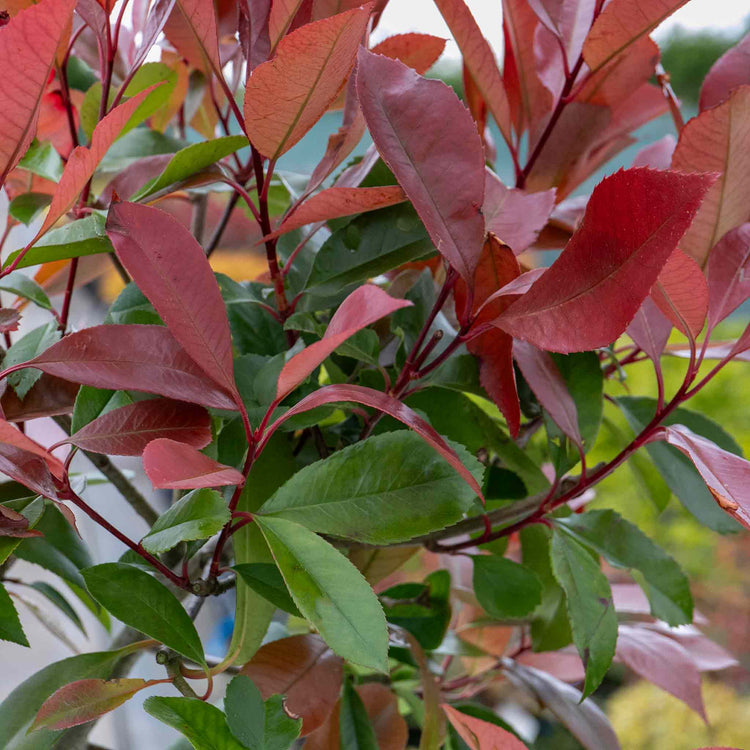Photinia 'Red Robin'