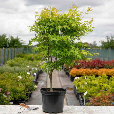 Acer palmatum 'Katsura'