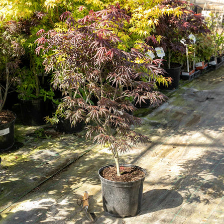 Acer palmatum 'Trompenburg'