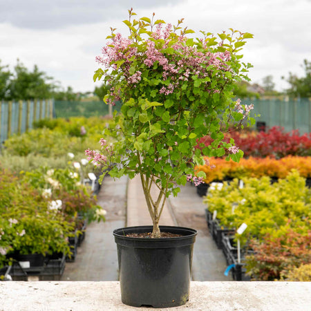 Syringa 'Pink Perfume'