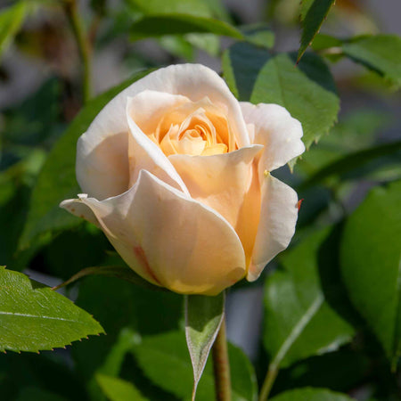 Rose ‘Champagne Moment’ (Floribunda)