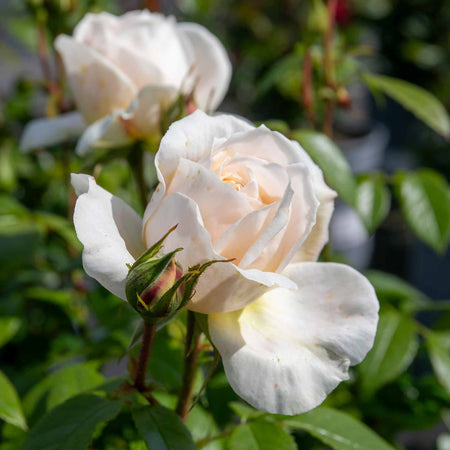 Rose ‘Champagne Moment’ (Floribunda)