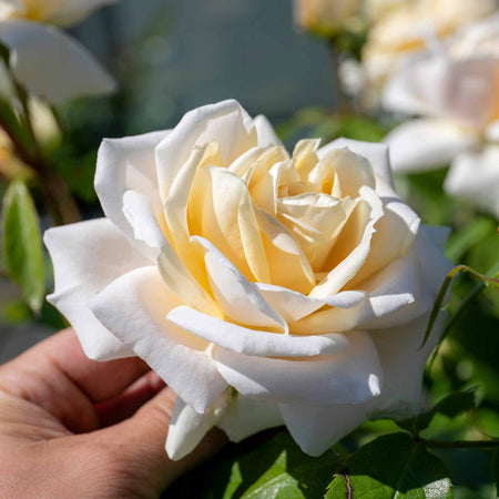 Rose ‘Champagne Moment’ (Floribunda)