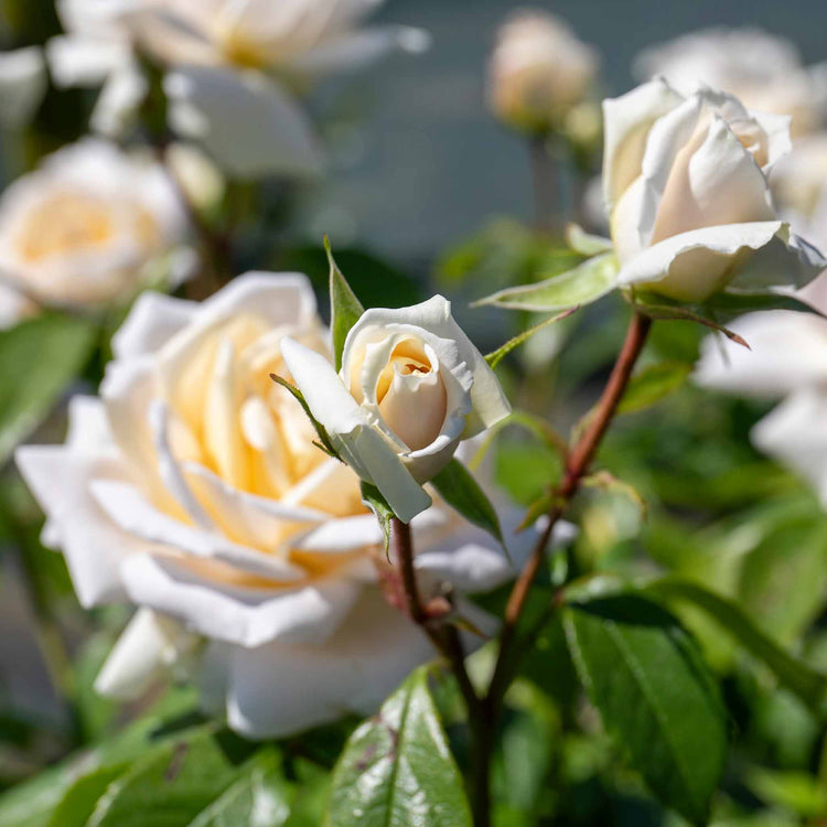 Rose ‘Champagne Moment’ (Floribunda)