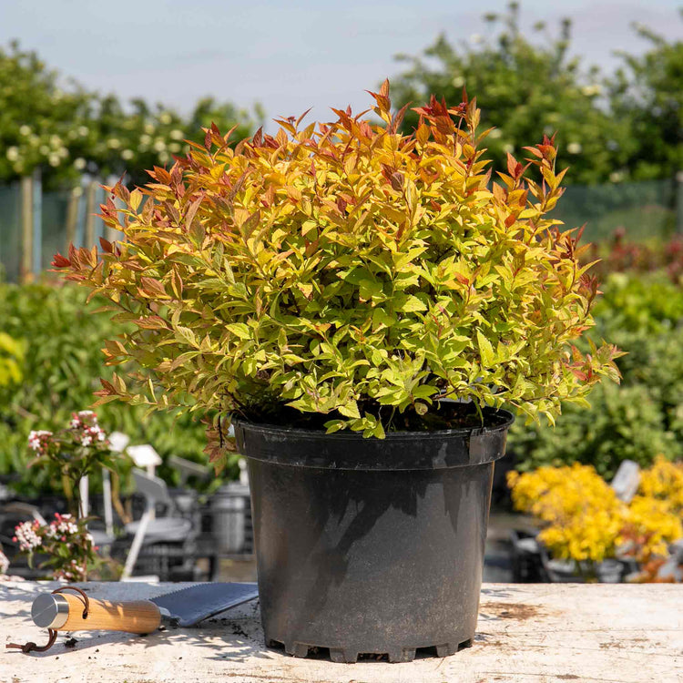 Spiraea Japonica 'Firelight'