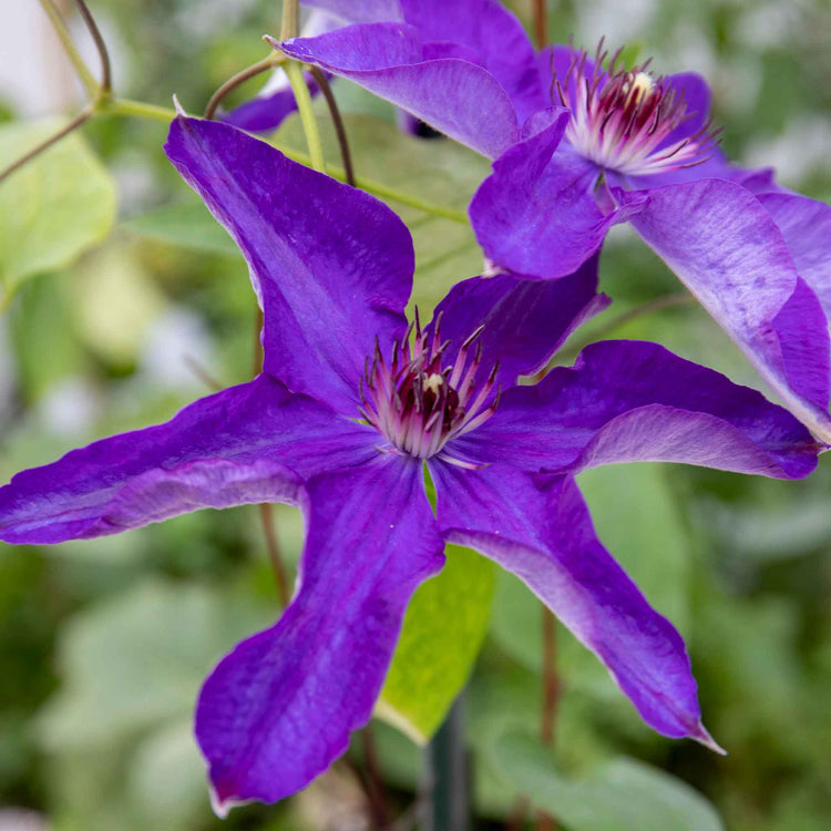 Clematis 'The President'