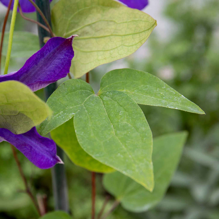 Clematis 'The President'