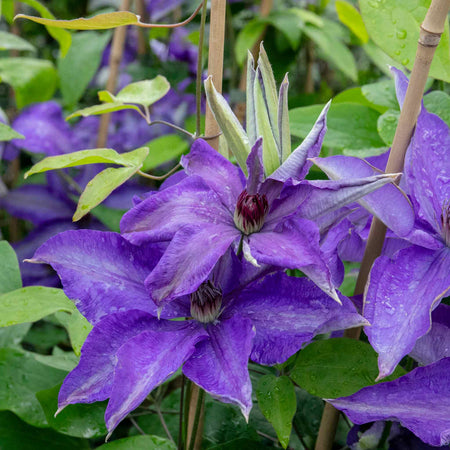 Clematis 'The President'