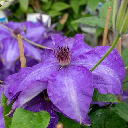 Clematis 'The President'