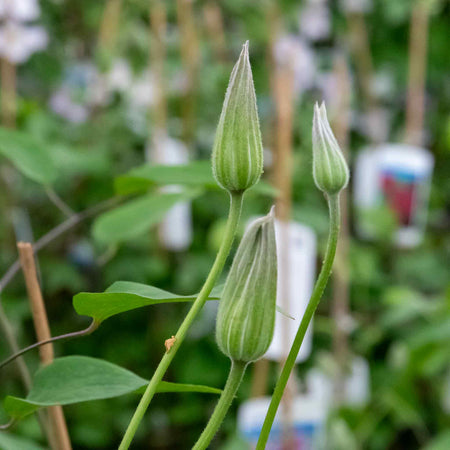 Clematis 'Rubens'