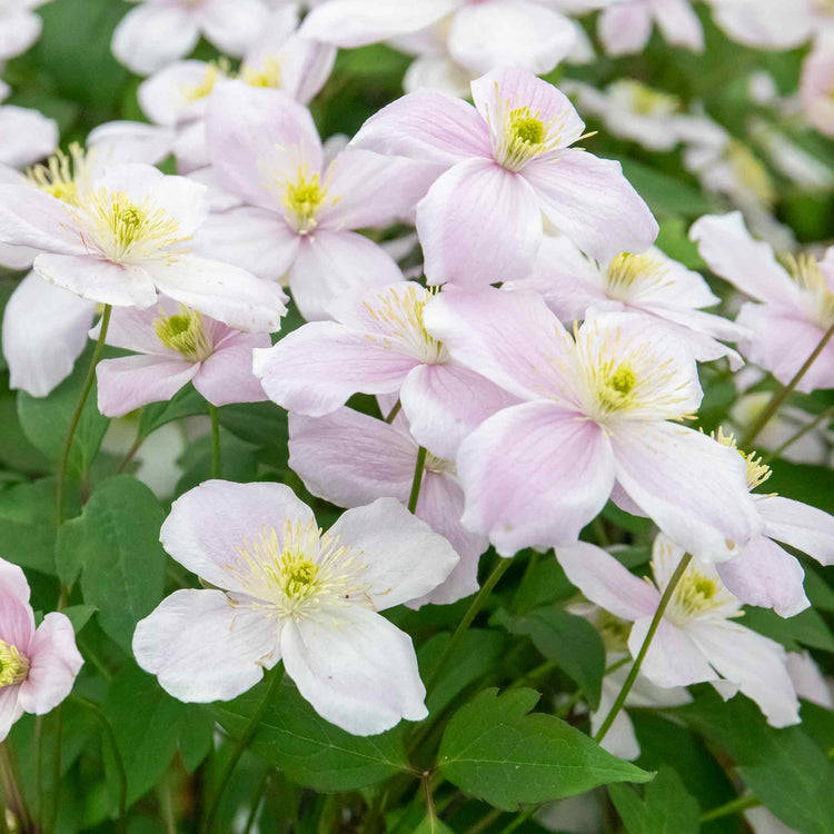 Clematis 'Rubens'