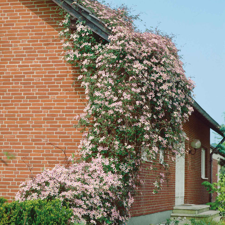Clematis 'Rubens'
