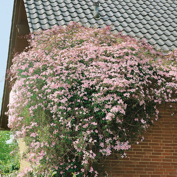 Clematis 'Rubens'