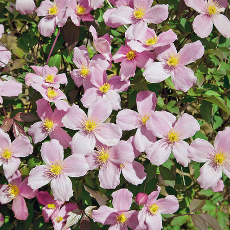 Clematis 'Rubens'