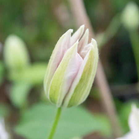 Clematis 'Miss Bateman'