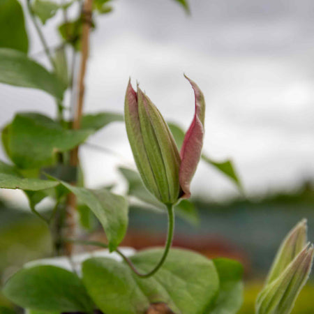 Clematis 'Mrs Thompson'