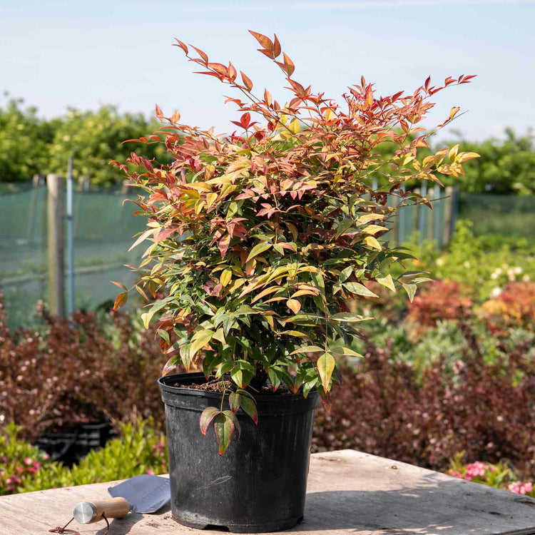 Nandina Dom 'Obsessed'