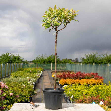 Photinia 'Pink Crispy'