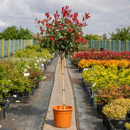 Photinia 'Red Robin'