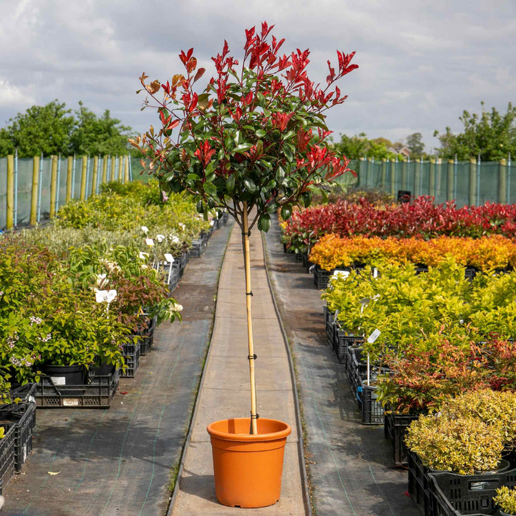 Photinia 'Red Robin'