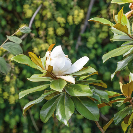 Magnolia 'Grandiflora'