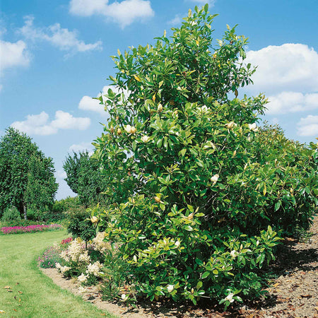 Magnolia 'Grandiflora'