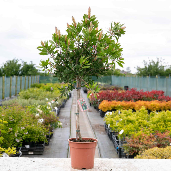 Callistemon 'Laevis'