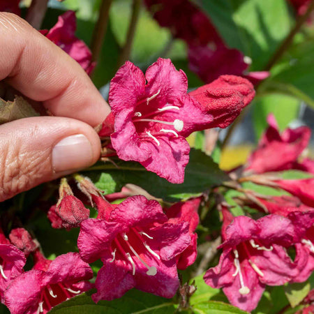 Weigela 'Bristol Ruby'